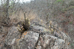 Cleistocactus brookeae