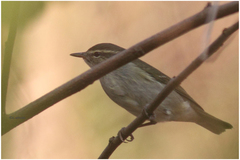 Phylloscopidae