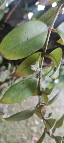 Codonanthopsis crassifolia, photograph 4