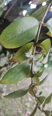 (c) fmunoz, some rights reserved (CC BY) Codonanthopsis crassifolia, photograph (c) fmunoz, some rights reserved (CC BY)