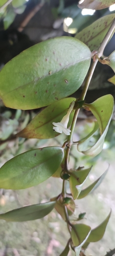 Codonanthopsis crassifolia, photograph 5
