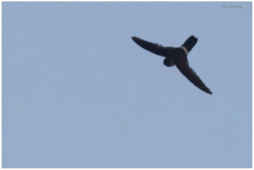 White Bellied Swiftlets Genus Collocalia Inaturalist