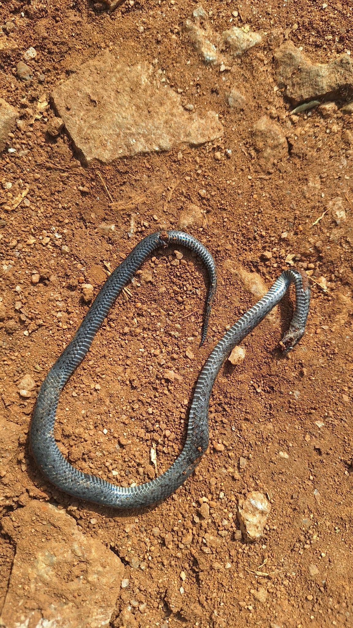 Ornate Wolf Snake photo 2