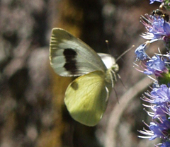 Pieris cheiranthi