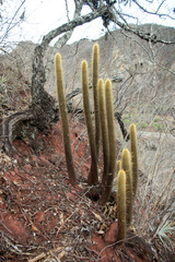 Cleistocactus brookeae