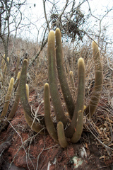 Cleistocactus brookeae