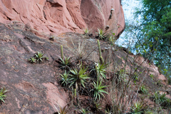 Cleistocactus brookeae