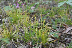 Carex capillaris fuscidula
