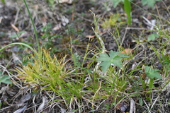 Carex capillaris fuscidula