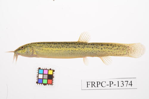 Chinese muddy loach (Misgurnus mizolepis) — Cobitidae — 2