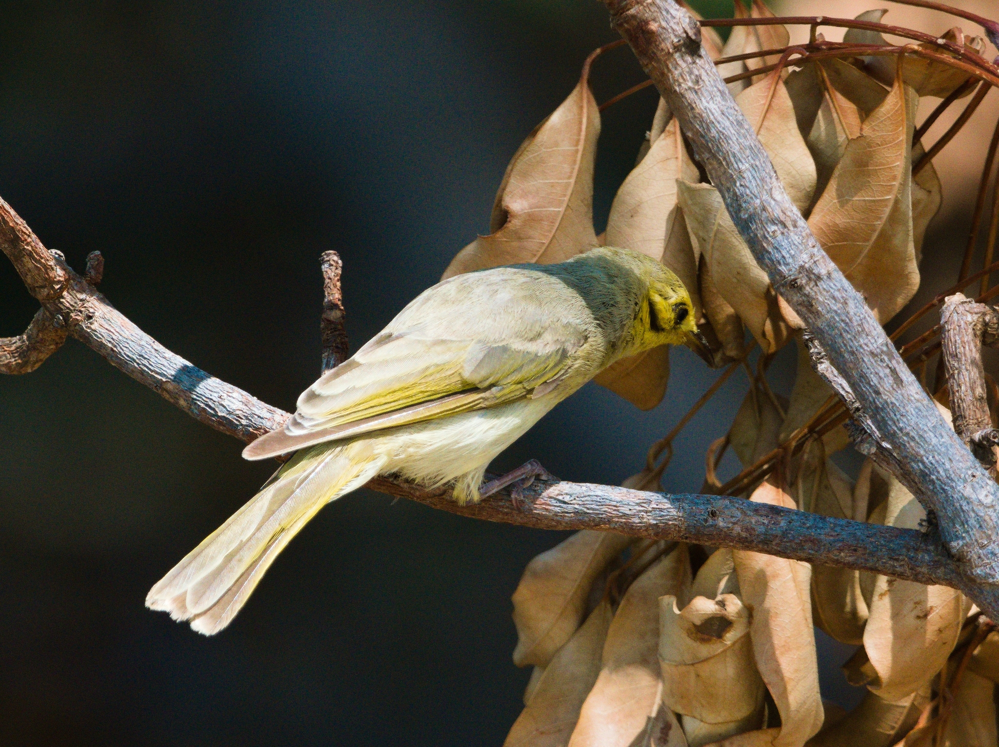 Yellow-tinted Honeyeater (Ptilotula flavescens), photo 8