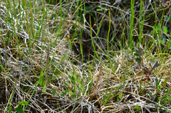 Carex capillaris fuscidula