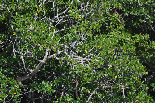 Alcedinidae image
