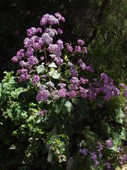 Pericallis papyracea image