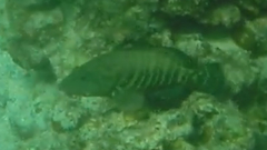 Cephalopholis panamensis