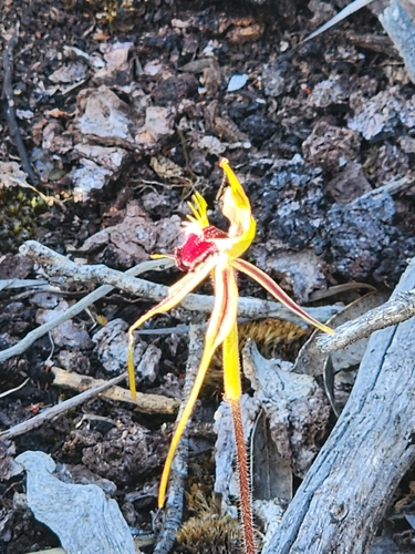 Caladenia dilatata observed 2025-12-09