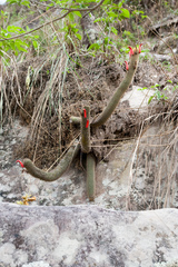 Cleistocactus brookeae