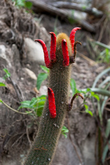 Cleistocactus brookeae