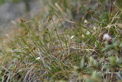 Carex capillaris fuscidula