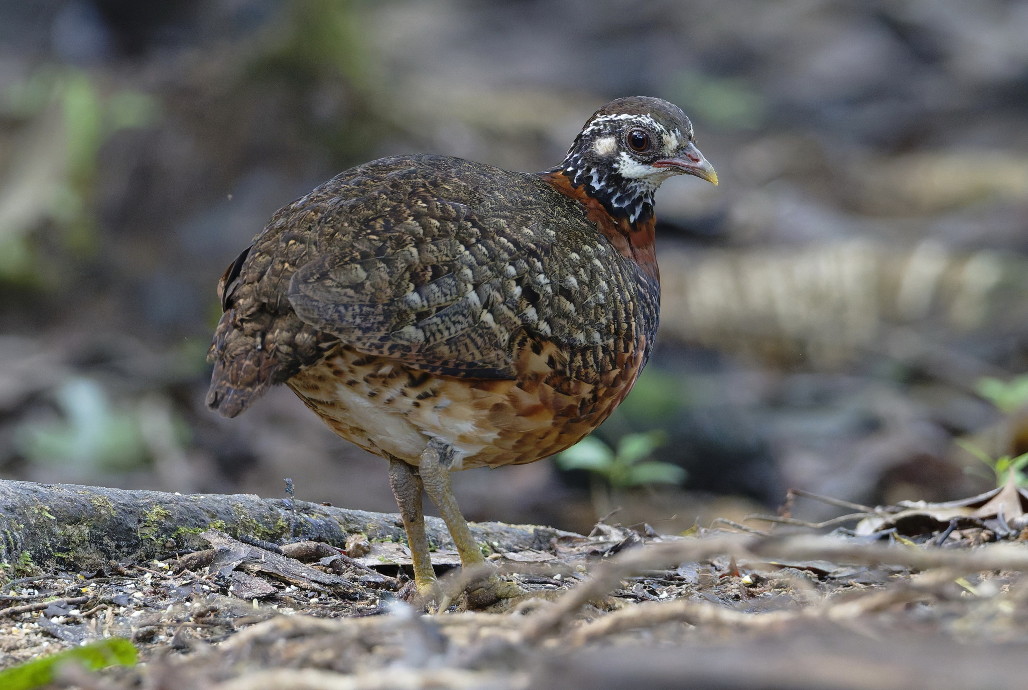 Chestnut-necklaced Partridge (Tropicoperdix charltonii), photo 10