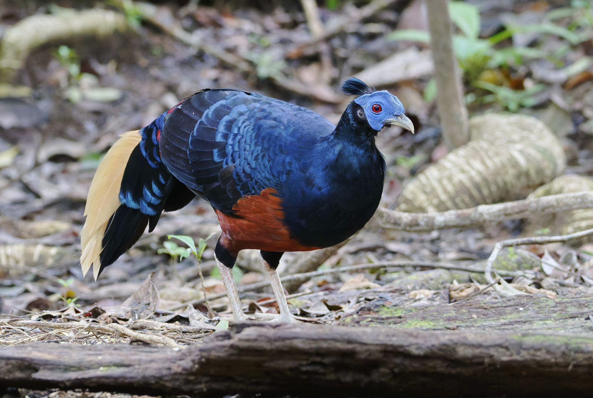 Bornean Crested Fireback