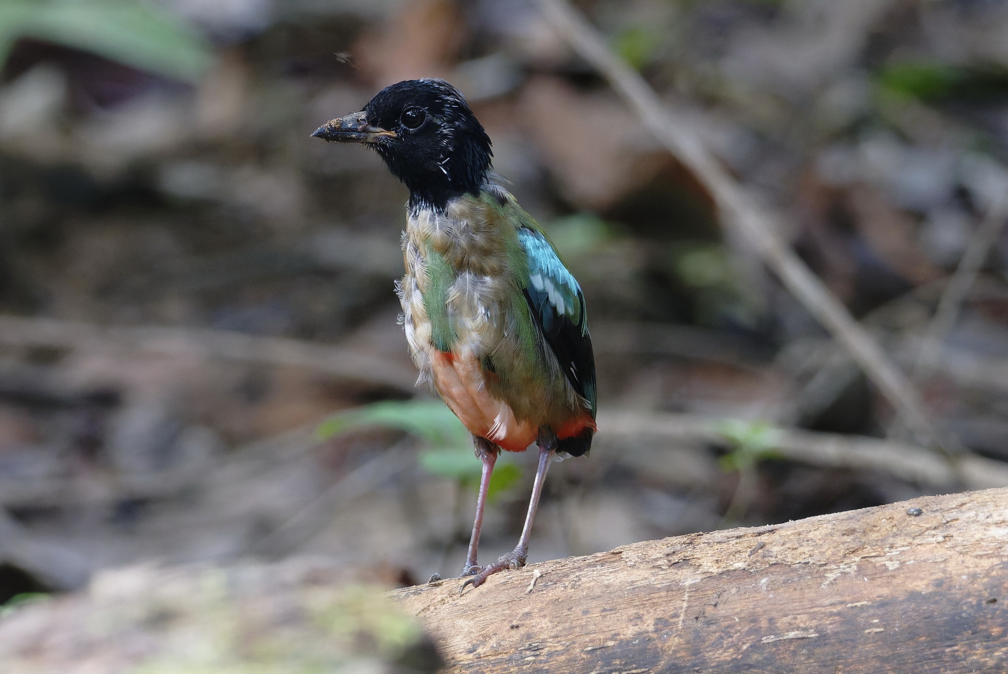 Western Hooded Pitta