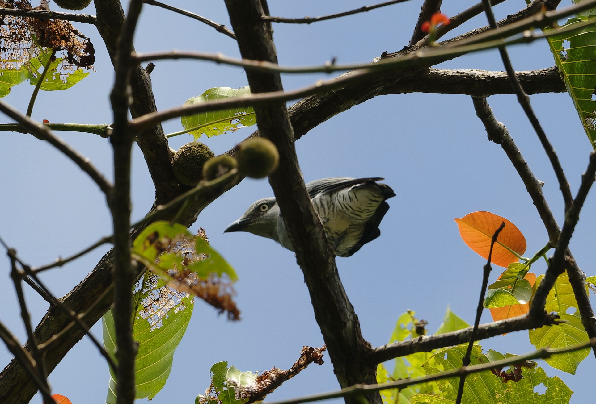 Bar-bellied Cuckooshrike (Coracina striata), photo 3