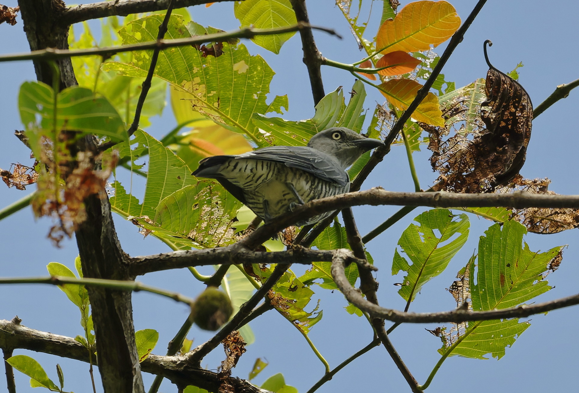 Bar-bellied Cuckooshrike (Coracina striata), photo 2