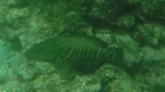 Cephalopholis panamensis
