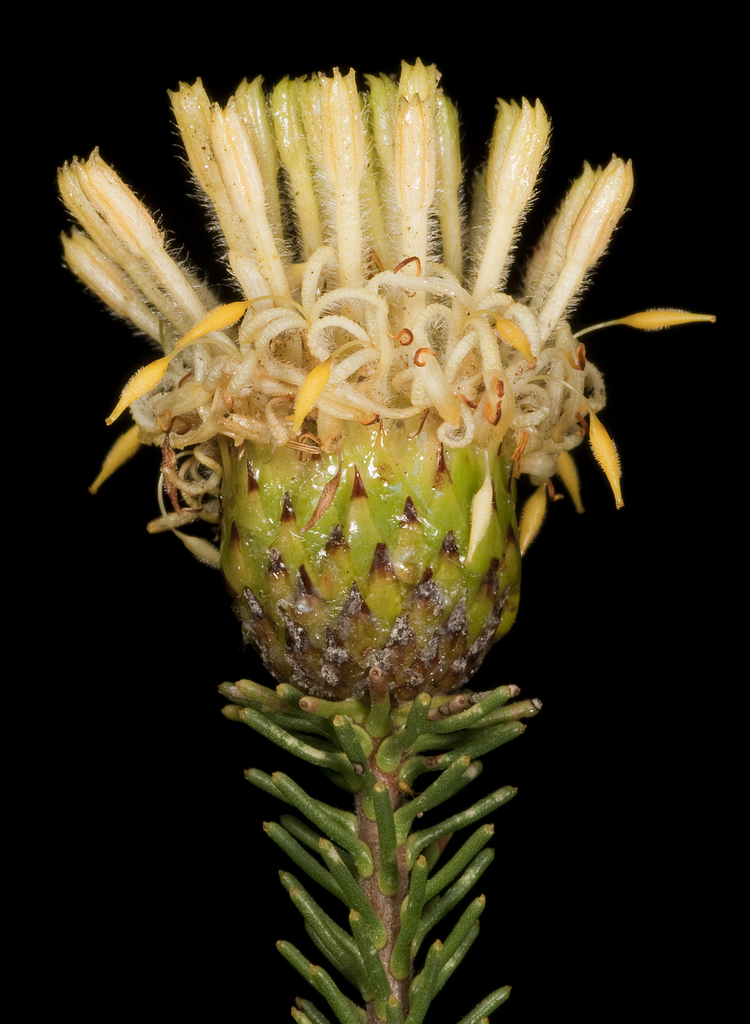 Petrophile ericifolia