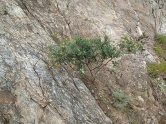 Acmispon dendroideus dendroideus