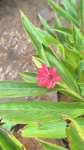 Red Ginger