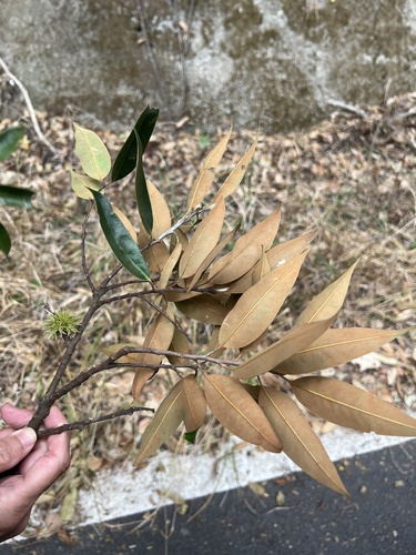 Castanopsis fargesii, photograph 6