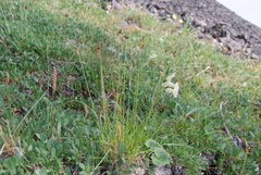 Carex capillaris fuscidula