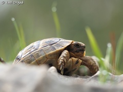 Testudo graeca