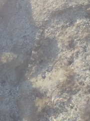 Mauligobius maderensis