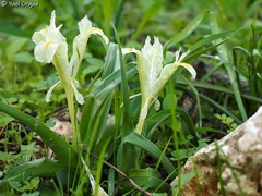 Iris palaestina