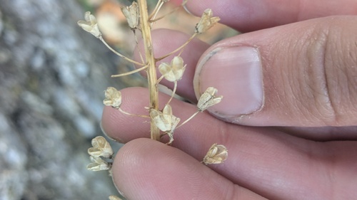 Japanese jacinth (Barnardia japonica)