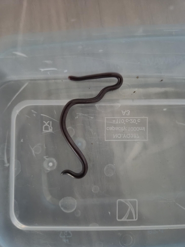 Typical Blind Snakes sighting