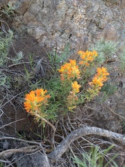 Castilleja affinis affinis