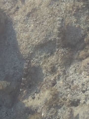 Mauligobius maderensis
