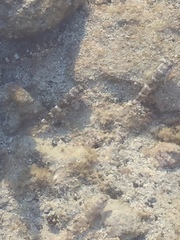 Mauligobius maderensis