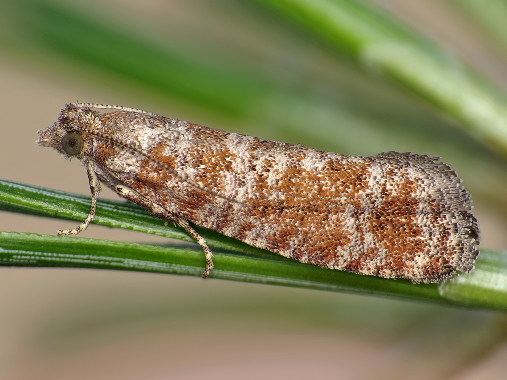 Spotted Shoot Moth