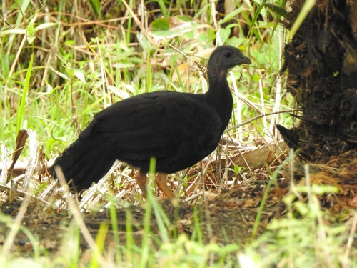 Talegalla fuscirostris, 2025-12-08