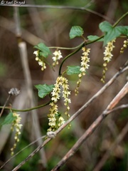 Dioscorea orientalis