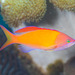 Redfin Anthias - Photo (c) Mark Rosenstein, some rights reserved (CC BY-NC-SA), uploaded by Mark Rosenstein