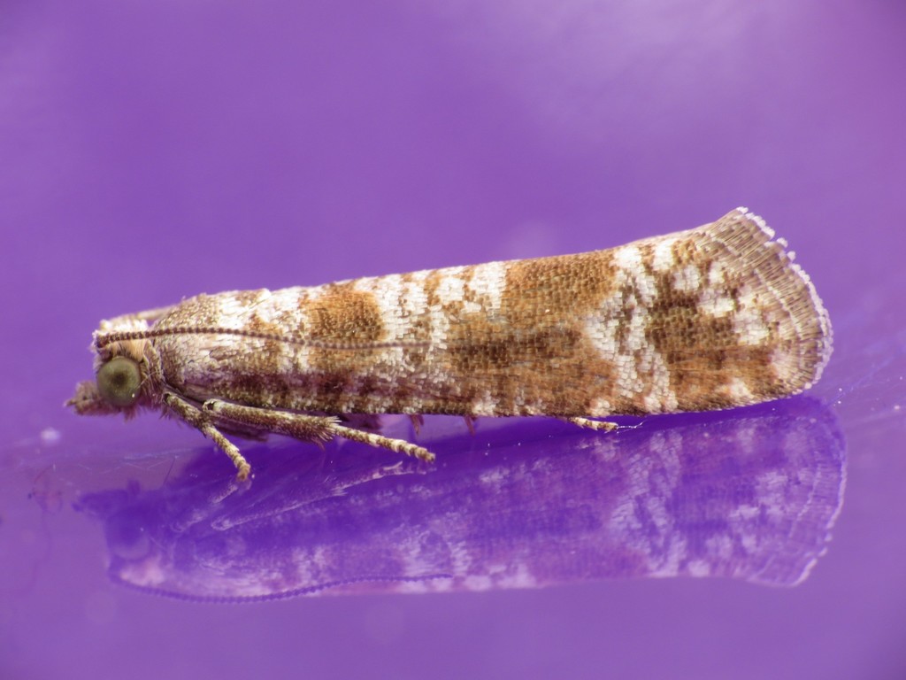 Spotted Shoot Moth