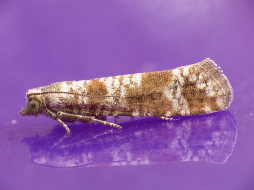 Spotted Shoot Moth