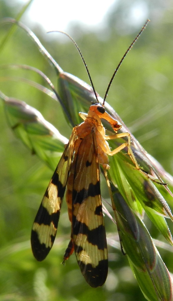 Helena's Scorpionfly