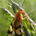 Helena's Scorpionfly - Photo (c) Matthew O'Donnell, some rights reserved (CC BY-NC-SA)
